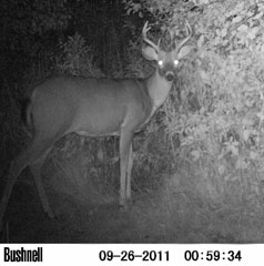 JD Archery Trail Camera Pictures