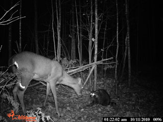 JD Archery Trail Camera Pictures